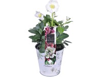 Čemeřice bílá v zinkovém květináči průměr květináče cca 12 cm