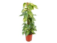 GROW by OBI Šplhavník na mechové tyči průměr květináče cca 19 cm GROW by OBI Šplhavník na mechové tyči průměr květináče cca 19 cm