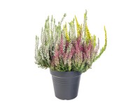 MONTANO Vřes obecný (Calluna vulgaris) trio pr. cca 10,5 cm