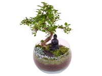Aranžmá s bonsají fíkovníku ve skleněné nádobě, pr. cca 11 cm Aranžmá s bonsají fíkovníku ve skleněné nádobě, pr. cca 11 cm