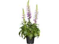 OBI Náprstník růžový průměr květináče cca 19 cm Digitalis