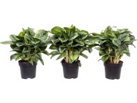 GROW by OBI Aglaonema Lemon Mint, pr. cca 19 x 50 - 55 cm GROW by OBI Aglaonema Lemon Mint, pr. cca 19 x 50 - 55 cm