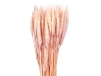 NOHEL GARDEN Sušená dekorace Triticum - pšenice růžová 40 g NOHEL GARDEN Sušená dekorace Triticum - pšenice růžová 40 g