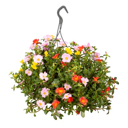 Šrucha velkokvětá (Portulaca grandiflora), kv. cca 23 cm