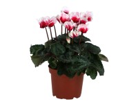 Brambořík perský (Cyclamen persicum) 