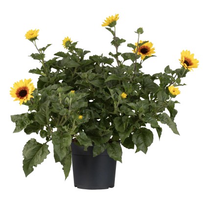 GROW by OBI Slunečnice roční (Helianthus anuus) "Sunbelievable" výška 25 cm