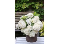 Hortenzie kalinolistá (hydrangea macrophylla) Reggae White Hortenzie kalinolistá (hydrangea macrophylla) Reggae White