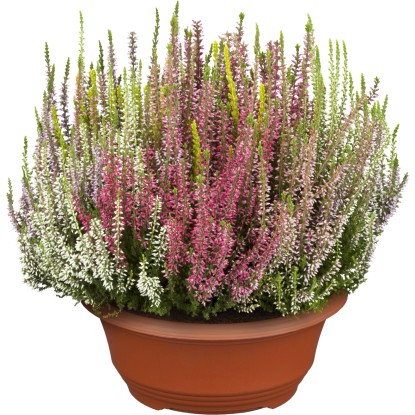 Vřes obecný "Calluna vulgaris" Beauty Ladies - High Five, pr. cca 23 cm