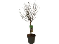 GROW by OBI Šácholan hvězdovitý (Magnolia stellata), bílý, výška 80 - 100 cm