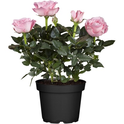 Pokojová růže (Rosa hybrida), světle růžová, 25-30 cm, pr. 10,5 cm