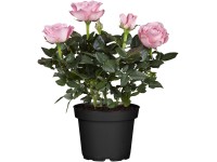 Pokojová růže (Rosa hybrida), světle růžová, 25-30 cm, pr. 10,5 cm