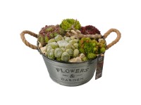 Royal Lemkes Netřesky (Sempervivum) v zinkovém květináči pr. 25 cm