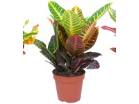 Kroton průměr květináče cca 15 cm Codiaeum variegatum