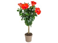 GROW by OBI Ibišek čínská růže kmínek (Hibiscus sinensis), různé barvy, 100 cm