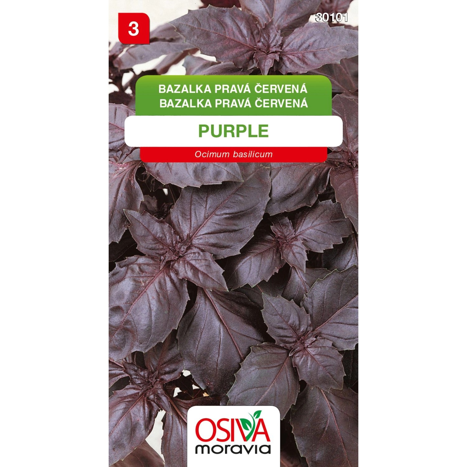 Bazalka Pravá červená - Purple (Ocimum basilicum)