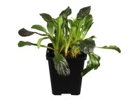 Zběhovec plazivý modrý pr. květináče cca 13 cm