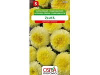 Semínka Astra čínská pomponkovitá žlutá (Callistephus chinensis)