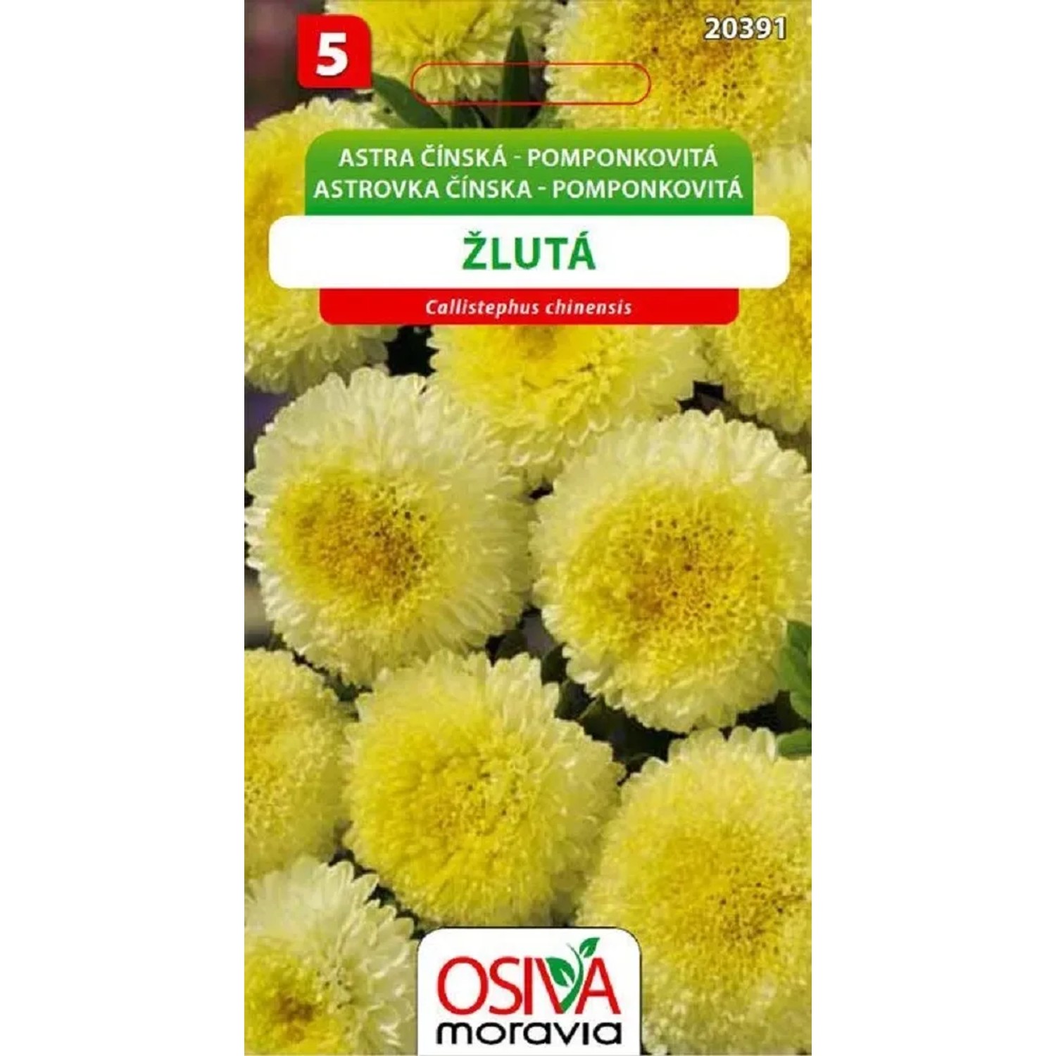 Semínka Astra čínská pomponkovitá žlutá (Callistephus chinensis)