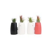 Vzduchovka (Tillandsia Ionantha) aranžmá v keram. květináči, pr. kv. 6 cm