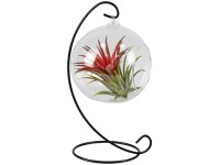 Aranžmá tillandsií (Tillandsia ionantha) ve skleněné nádobě, pr. cca 13 cm