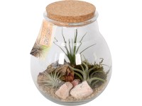 Aranžmá tillandsií ve skleněné nádobě průměr nádoby cca 18 cm Aranžmá tillandsií ve skleněné nádobě průměr nádoby cca 18 cm