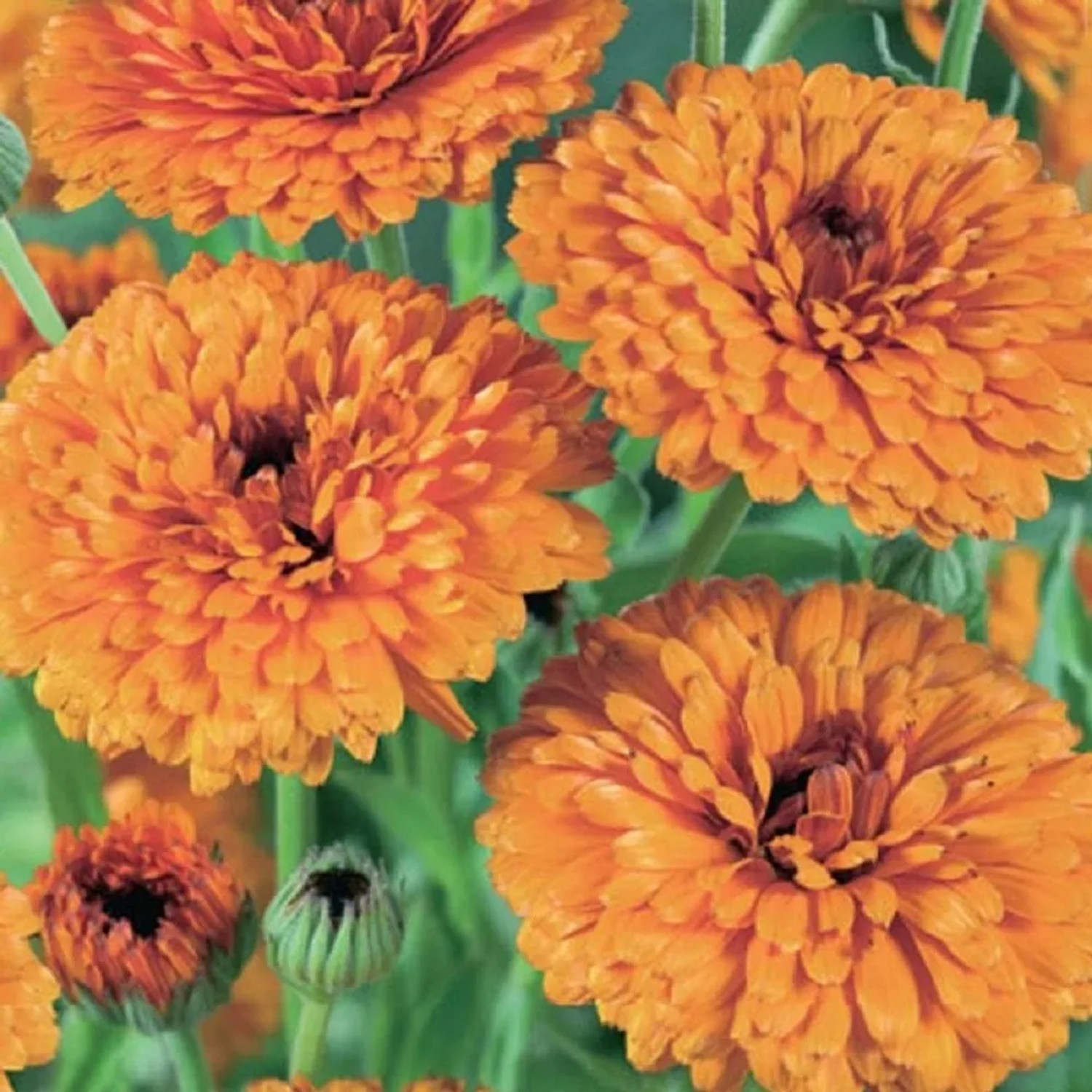 GardenSeed Premium Semínka Měsíček lékařský 1,2 g