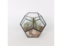 Aranžmá s tilandsií ve skleněné nádobě průměr květináče cca 18 cm