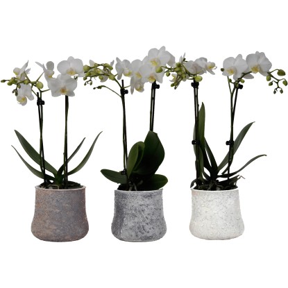 Orchidej motýlokvětá se 2 výhony bílá v keramické nádobě pr. květináče cca 9 cm