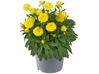 Q-Flower Smil listenatý (Xerochrysum bracteatum) 