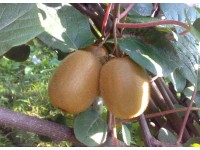 ARBOEKO Aktinidie lahodná (Actinidia deliciosa) ARBOEKO Aktinidie lahodná (Actinidia deliciosa)