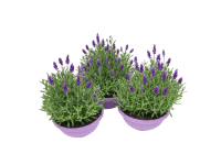 Q-Flower Levandule lékařská (Lavandula angustifolia), pr. kv. cca 19 cm Q-Flower Levandule lékařská (Lavandula angustifolia), pr. kv. cca 19 cm