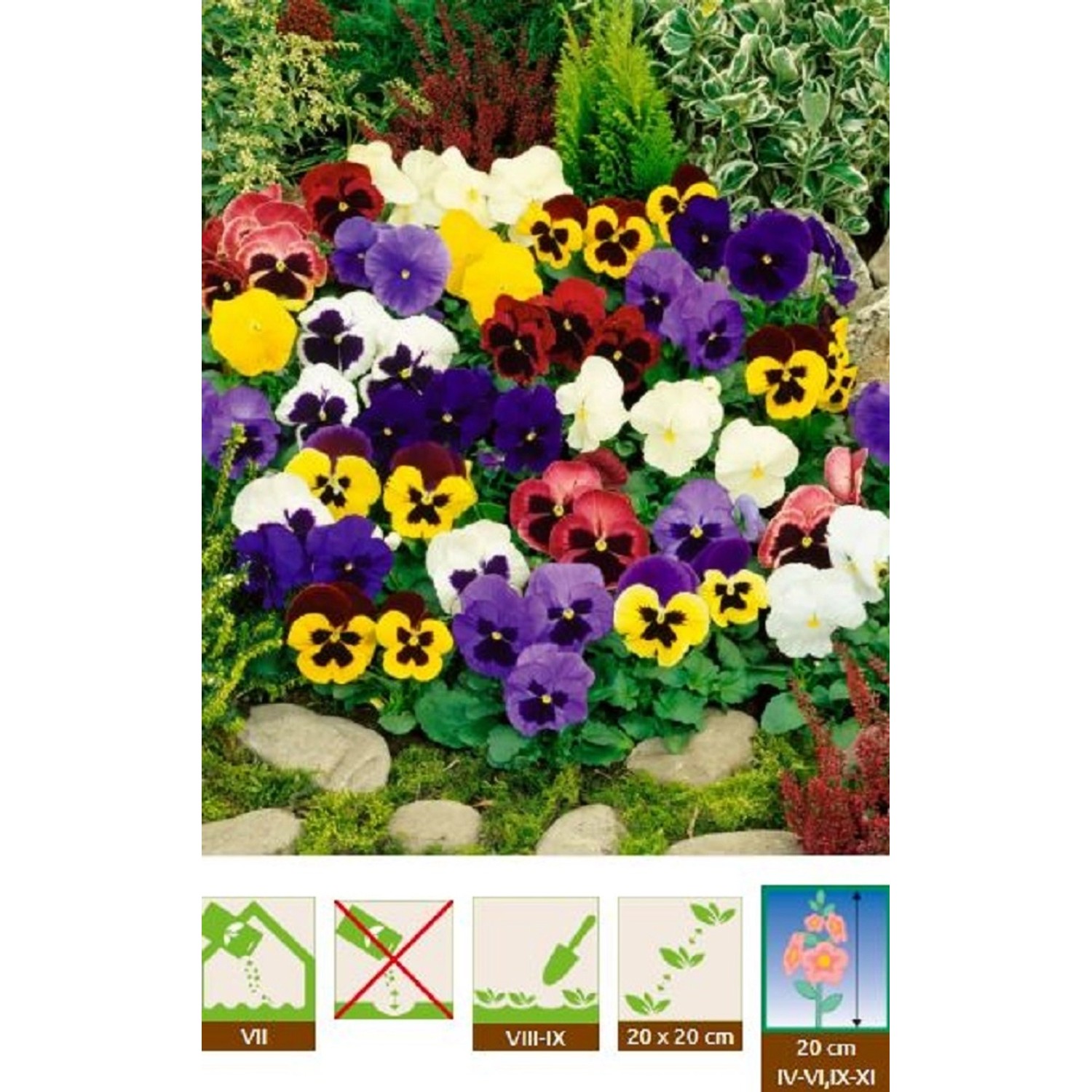 GardenSeed Premium Semínka Fialka maceška směs barev 0,3 g