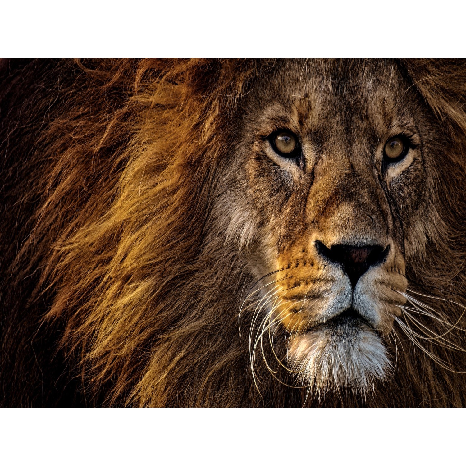 Bondecor Obraz, tištěné plátno Art 60 x 80 cm