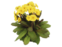 Prvosenka vyšší, pr. 10,5 cm, trvalka