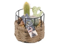 Aranžmá kaktusů v dekorativním květináči, pr. 12 cm