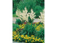 OBI Juka bílá pr. květináče cca 9 cm x 9 cm