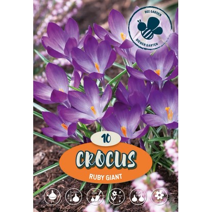 Krokus divoký Ruby Giant