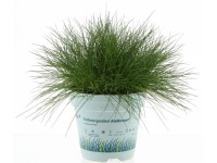 Kostřava medvědí (Festuca gautieri) 