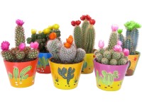 Kaktusy mix barvená keramika průměr květináče cca 11 cm Kaktusy mix barvená keramika průměr květináče cca 11 cm