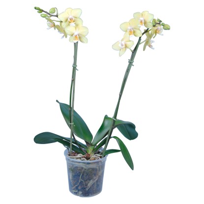 Orchidej Phalaenopsis Multiflora žlutá 2výhonková 18 a více květů