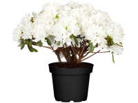 OBI Japonská azalka OBI Japonská azalka