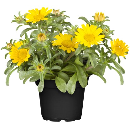 Landgard Hvězdička přímořská (Asteriscus maritimus) žlutá výška 10-20cm pr. 12cm