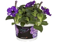 Grow by OBI Petúnie Grow by OBI Petúnie