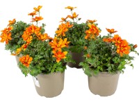 Grow by OBI Dvouzubec (Bidens ferulifolia) Beedance, žluto-oranžový, pr. 12 cm