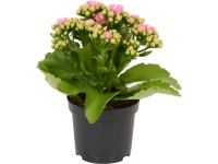 GROW by OBI Kolopejka 