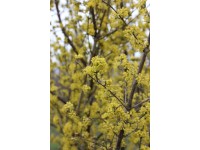 Dřín velkoplodý (cornus mas) Kasalanker