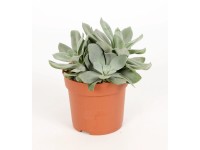 Tlustice vejčitá Tlustice vejčitá