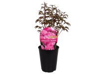 Royal Lemkes Pivoňka (Paeonia) 