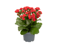 GROW by OBI Kolopejka vděčná (Kalanchoe) červená, 20-25 cm, pr. kv. 10,5 cm