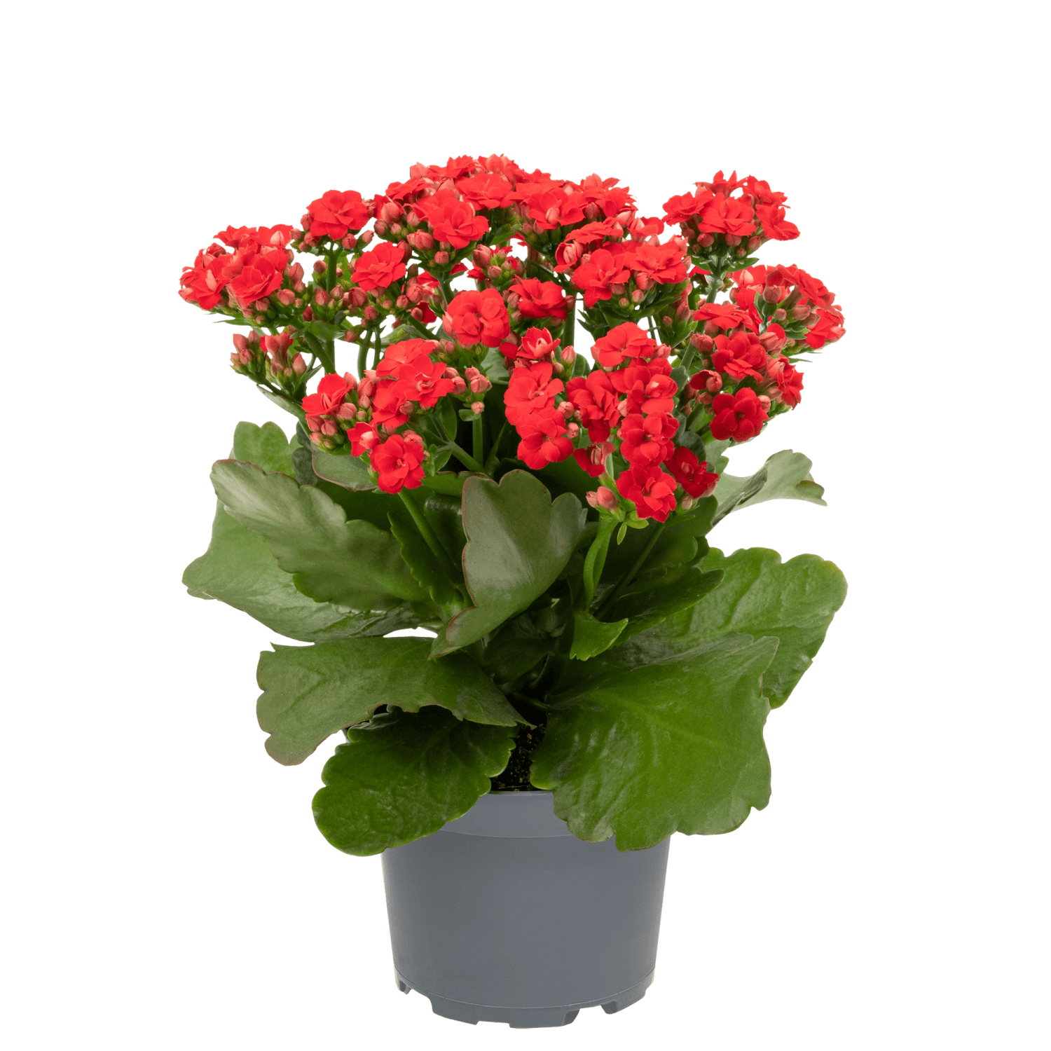 Kolopejka vděčná (Kalanchoe blossfeldiana), červená, 20-25 cm, pr. kv ...